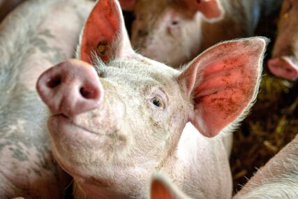 NADA ZA HILJADE PACIJENATA Japanski naučnici uzgojili svinje za transplantaciju organa ljudima