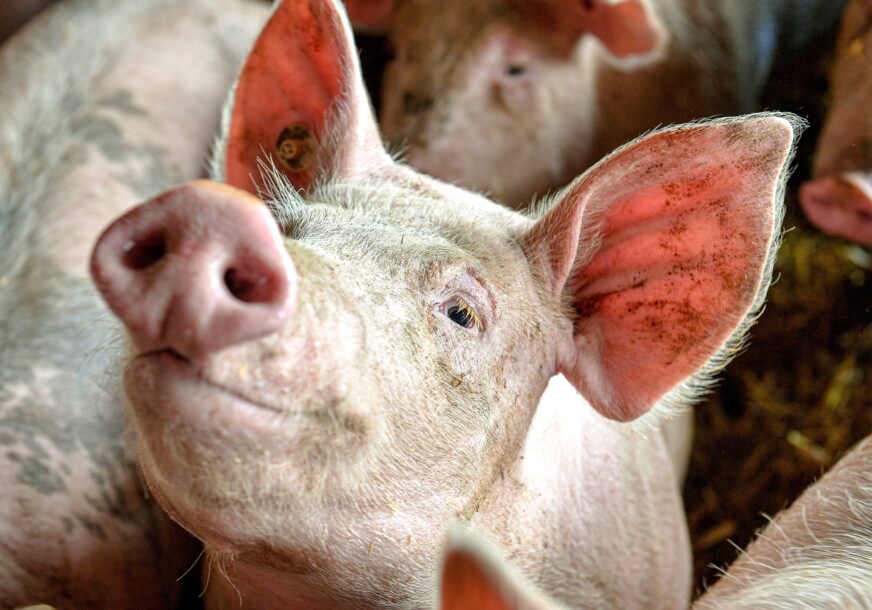 NADA ZA HILJADE PACIJENATA Japanski naučnici uzgojili svinje za transplantaciju organa ljudima