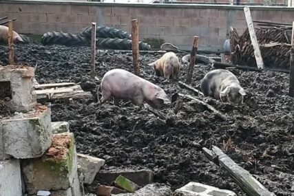 (VIDEO) "Čuo sam vrisak jagnjadi" Muškarac godinama zlostavljao i izgladnjavao životinje, jednoj svinji UDARCIMA SLOMIO KIČMU