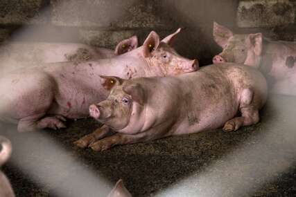 Bijeljinska vlast uputila nedobronamjerne kritike: Na 25 imanja svinje držane NEPROPISNO, mjere se uporno krše