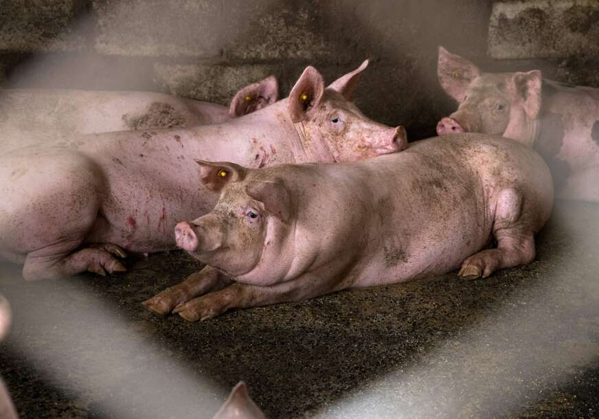 GRAĐANI OBRATITE PAŽNJU Pojačana kontrola svinja zbog suzbijanja afričke kuge