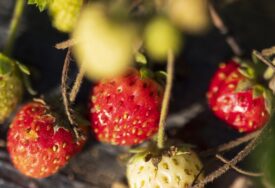 Sačuvajte svoje omiljeno sezonsko voće: Uz ovaj trik otjeraćete sve štetočine sa jagoda