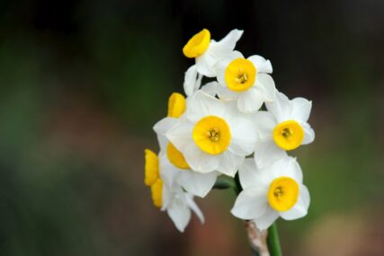 Cvijet koji je omiljeni dio proljećne dekoracije: Unošenje narcisa u kuću PREDSTAVLJA OPASNOST za druge biljke, evo kako da ih zaštitite
