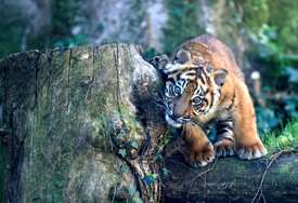 Tasmanijski tigar mogao bi PONOVO HODATI Zemljom: Naučnici najavljuju oživljavanje izumrle vrste do 2036. godine