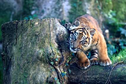 Tasmanijski tigar mogao bi PONOVO HODATI Zemljom: Naučnici najavljuju oživljavanje izumrle vrste do 2036. godine