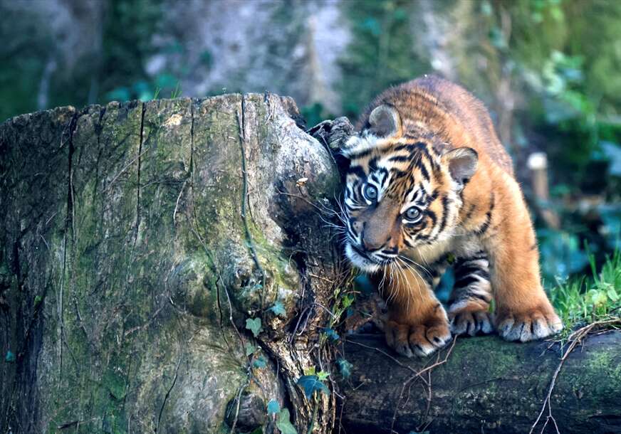 sumatranski tigar u zoološkom vrtu u Rimu