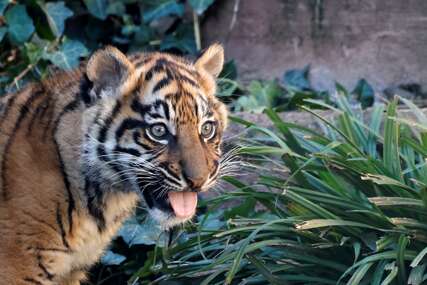 sumatranski tigar u zoološkom vrtu u Rimu
