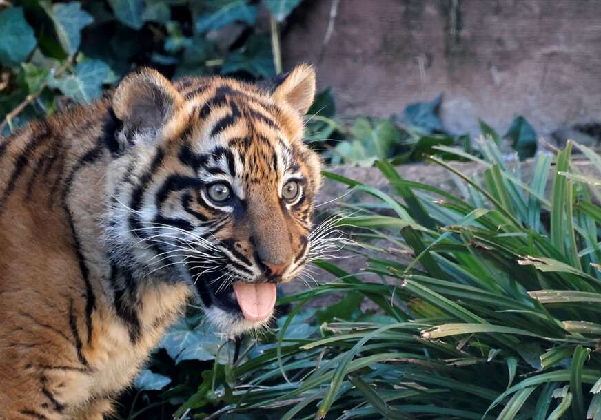 sumatranski tigar u zoološkom vrtu u Rimu