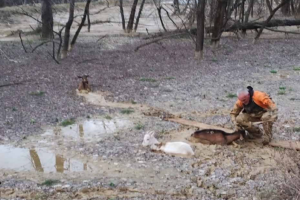 (FOTO) Akcija “Koza nostra”: Pripadnici Hrvatske gorske službe spasli 5 životinja iz živog blata