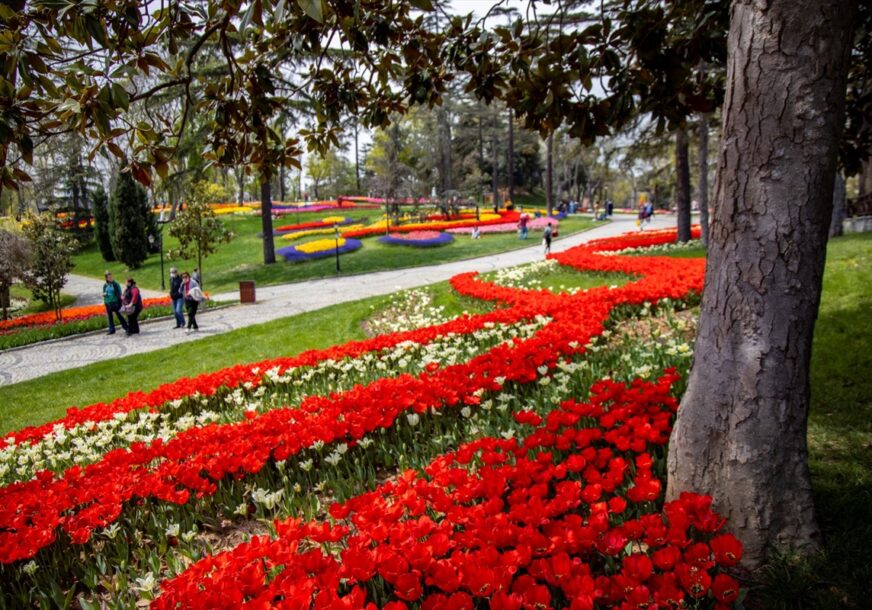 (FOTO) Ljepota proljeća u Istanbulu: Među mirisnim cvjetovima kriju se divna iznenađenja