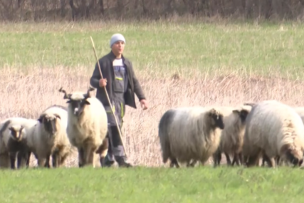 Mario Bjelobrk pastir sa ovcama