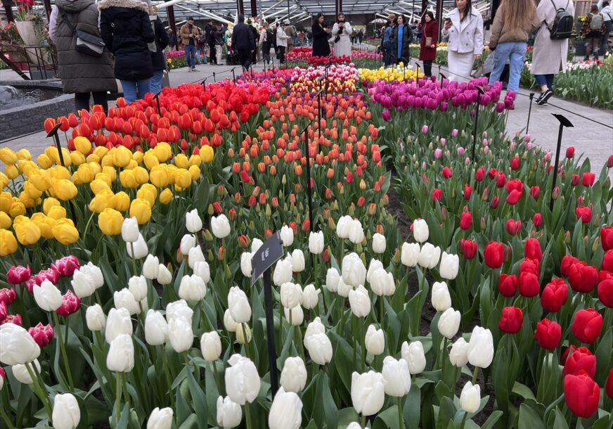 (FOTO) MAGIČNA ŠARENA POLJA Jedan od najvećih svjetskih vrtova tulipana slavi 75. godišnjicu postojanja