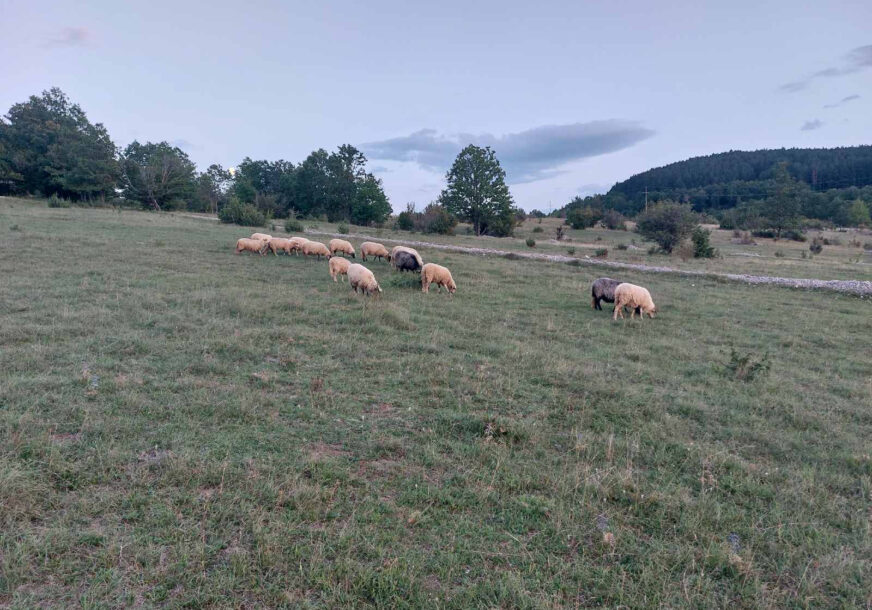 Ovce u selu Prekaja kod Drvara