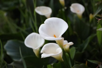 (FOTO) GRACIOZAN CVIJET Kala se može uzgajati i kao balkonsko i vrtno cvijeće