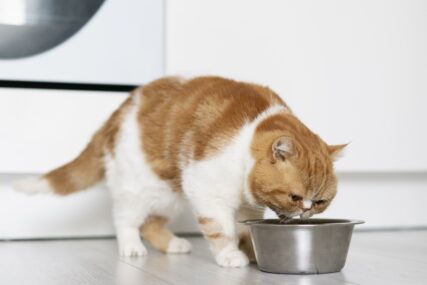 Sadrži mnogo masti i kalorija: Razlog zbog čega mačke ne bi trebalo da piju kravlje mlijeko