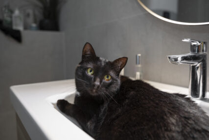 Ne se mogu u potpunosti očistiti same: Koliko često se treba kupati mačka, nekada je čak i neophodno