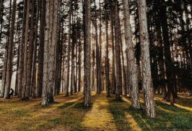 Tragična smrt muškarca u šumi: Prilikom sječe USMRTILO GA DRVO