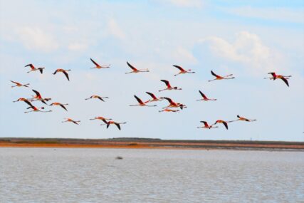 (FOTO) Hiljade flamingosa ukrašavaju jezero Tuz: Veliki broj mladunčadi otvori oči baš na ovom mjestu, spremajući se za ono što ih čeka na jesen