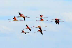 flamingosi na jezeru Tuz kod Ankare