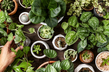 Ovaj kuhinjski začin je spas za kućne biljke: Uz ovaj trik ponovno će procvjetati punim cvatom