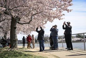 (FOTO) Raskošne krošnje mame poglede: Japanske trešnje najavile proljeće u Vašingtonu