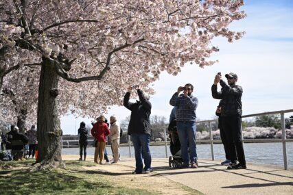 Japanske trešnje procvjetale u Vašingtonu