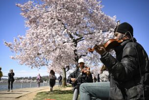 Japanske trešnje procvjetale u Vašingtonu