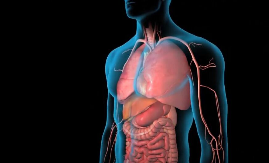 Aorta je novi organ