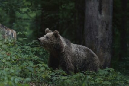 Za dlaku izbjegnuta tragedija: Medvjed "UPAO" NA SAHRANU u Rumuniji, ožalošćeni ljudi u panici počeli da bježe