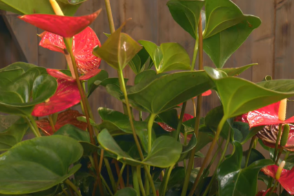 Ovako se gaji ANTHURIUM: Neobična biljka koja će vam u dom unijeti tropski duh