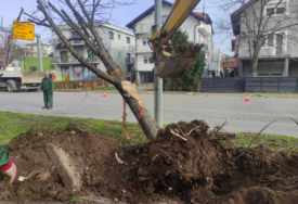 Novi KRUŽNI TOK u Banjaluci: U toku presađivanje stabala na lokaciju budućeg gradskog parka