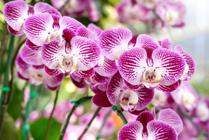 Jednostavna i besplatna metoda: Žena otkrila kako je njena orhideja cvjetala čak 12 godina