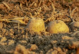 Građani, bez brige: Krompira će biti dovoljno uprkos nedostatku sjemena u poljoprivrednim apotekama