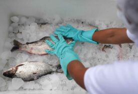 Više od 1,3 tone kokaina pronađeno u zamrznutoj ribi: Uhapšeno 7 članova bande koja je drogom snabdijevala Evropu