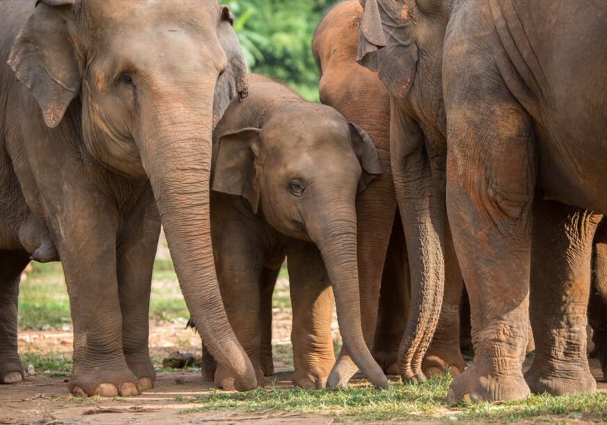 preko 100 slonova pronašlo utočište na Tajlandu