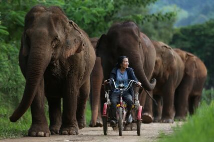 (FOTO) UŽIVAJU U PENZIJI Utočište u parku prirode dom za više od 100 slonova