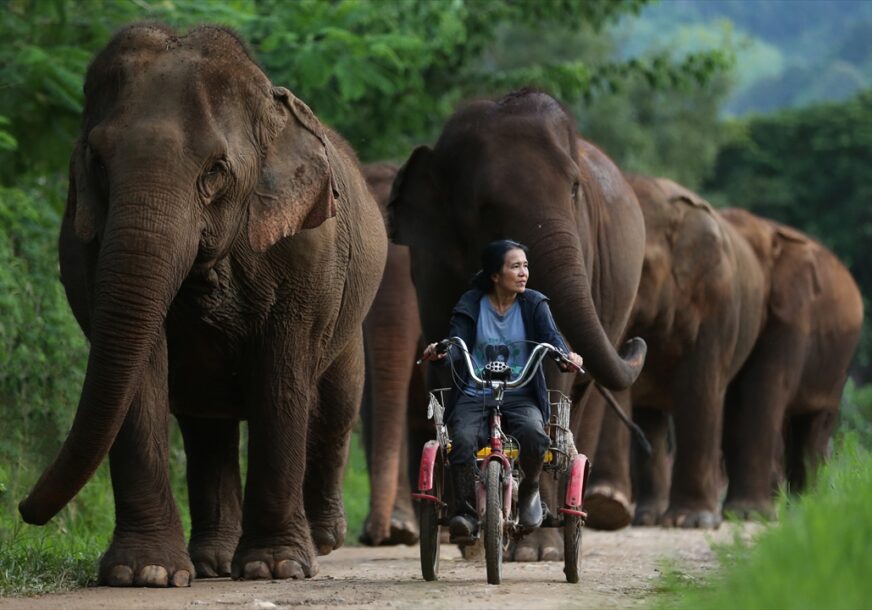 preko 100 slonova pronašlo utočište na Tajlandu