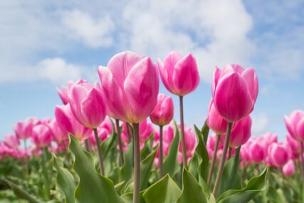 cvijeće, tulipani