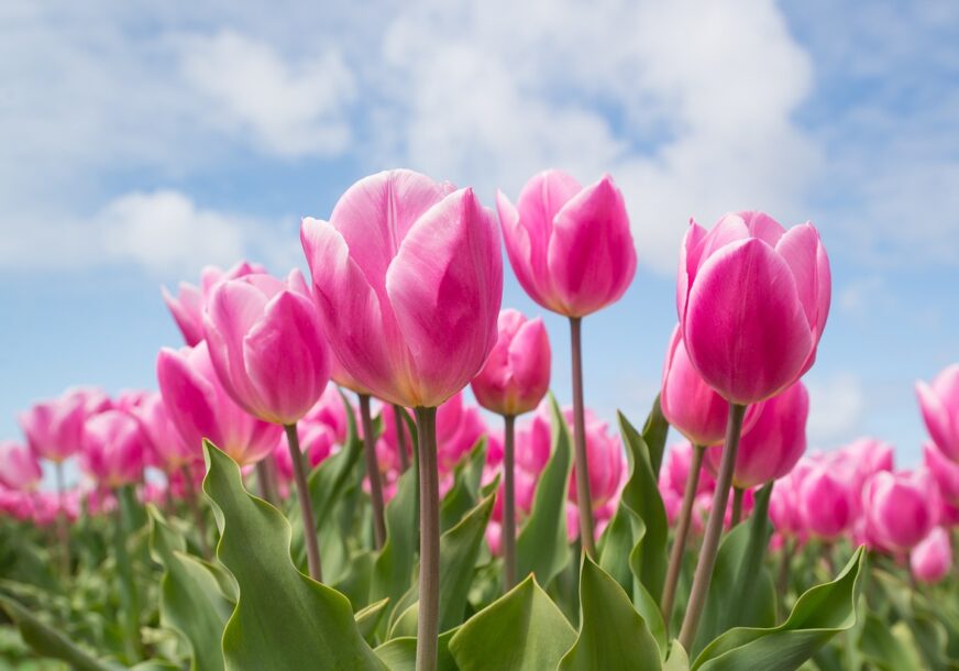 cvijeće, tulipani