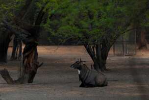 Nacionalni zoološki park u Nju Delhiju