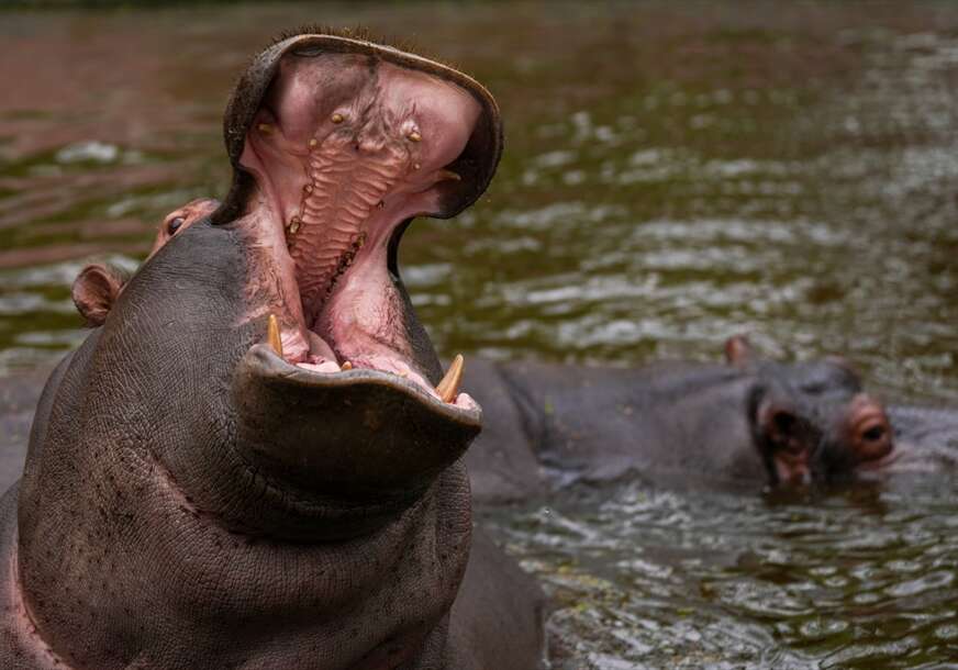 Nacionalni zoološki park u Nju Delhiju