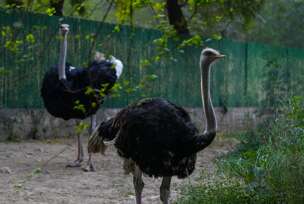 Nacionalni zoološki park u Nju Delhiju