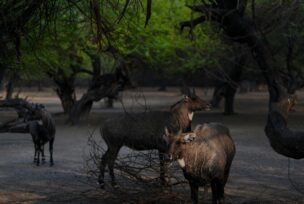 Nacionalni zoološki park u Nju Delhiju