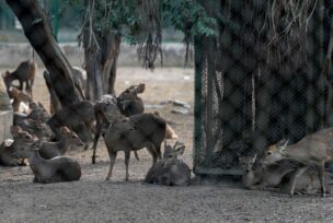 Nacionalni zoološki park u Nju Delhiju