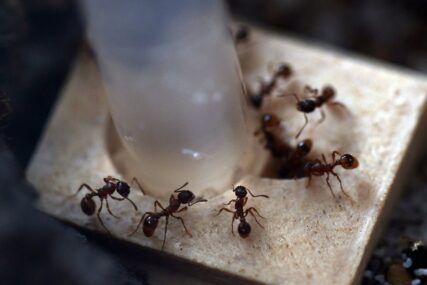 "Poprskajte podove i biće gotovi za sekund" Jeftino sredstvo koje će vam pomoći da se riješite mrava
