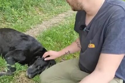 Povrijeđenog mladića spasao pas