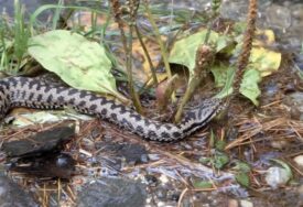 Toplo vrijeme ih tjera iz skrovišta: U Srpskoj zbog velike potražnje preparata za zaštitu od zmija DOLAZI DO NESTAŠICE