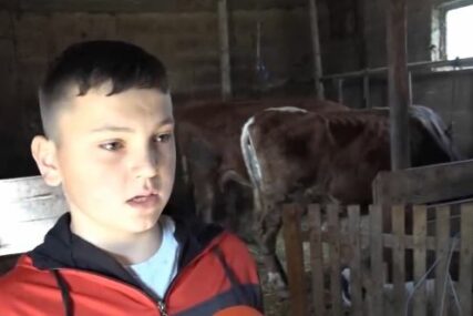 (VIDEO) "Ništa mi nije teško" Miloš (13) iz Bosanskog Petrovca je GLAVA DOMAĆINSTVA nakon smrti oca, od četvrte godine vozi traktor