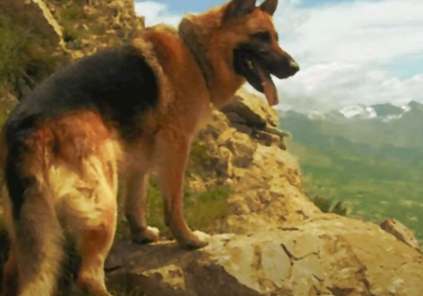 (VIDEO) Jedini pas koji je dobio čin majora u Srbiji: Lister je spasio veliki broj ŽIVOTA SRBA
