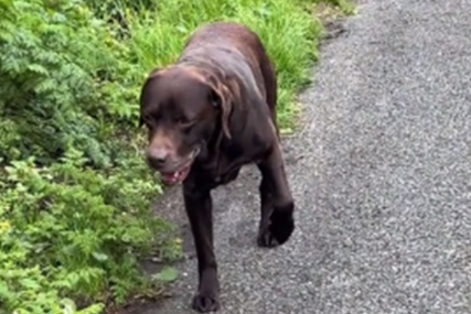 (VIDEO) "Pravi je slatkiš" Labrador GLUMI DA GA BOLI šapa da bi izbjegao šetnju
